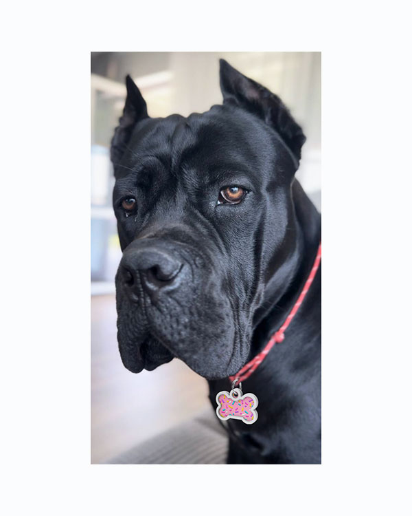 Адресник WAUDOG Smart ID з QR паспортом, малюнок Маршмеллоу, кістка - фото 2