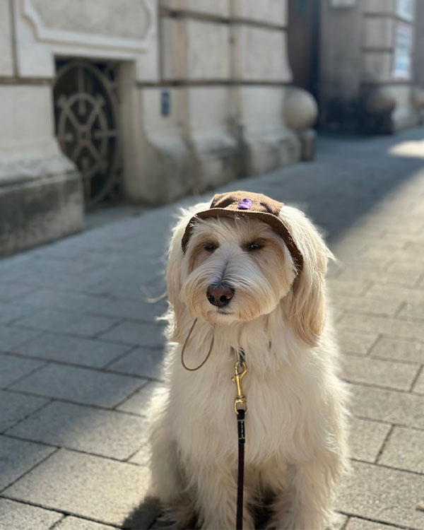 Панама Hat-Dog вельветова для собак, Капучино, розмір M - фото 3